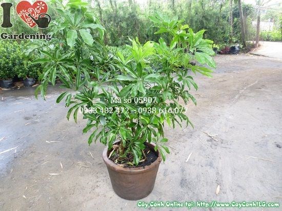 Cây ngũ gia bì 0,5m Ms 05907 – lá xanh đậm, dáng gọn