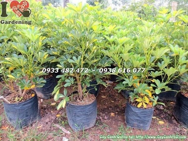 Ngũ gia bì vàng 60cm – điểm nhấn trang trí nội thất