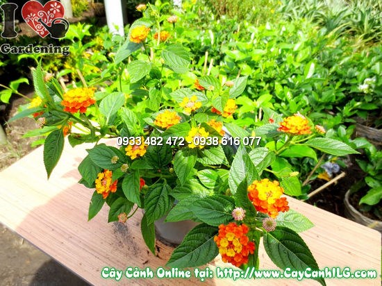 Cây ngũ sắc rực rỡ sắc màu tại vườn ILG