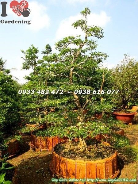 cây nguyệt quế bonsai cao 3m thân gỗ già uốn lượn