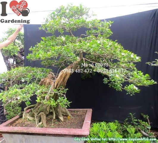 Cây nguyệt quế bonsai cổ thụ dáng thế đẹp