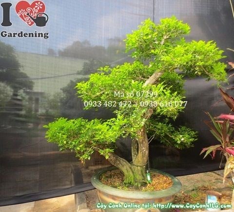 Cây nguyệt quế bonsai đẹp – tán lá xanh dày