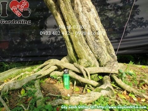 Cây nguyệt quế bonsai già đẹp 175cm hoành 52cm – góc chụp 2