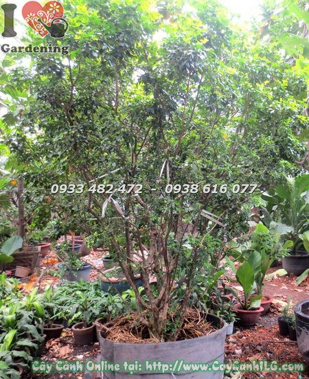 Cây nguyệt quế bụi tròn cao 2m – dáng bụi tự nhiên đầy đặn Ms 17494