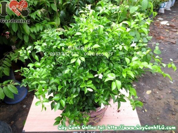 cây nguyệt quế cao 35cm – cây giống chất lượng tại ILG