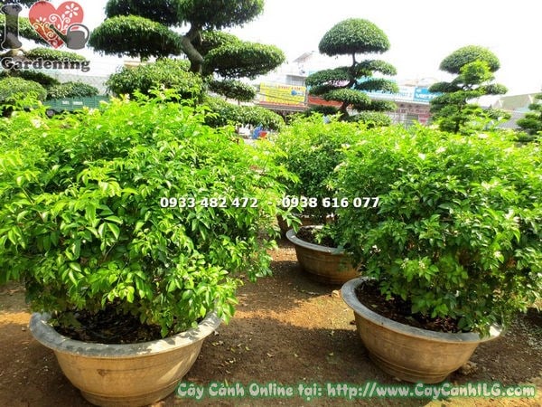 cây nguyệt quế cắt tròn cao 70cm trồng sân vườn đẹp