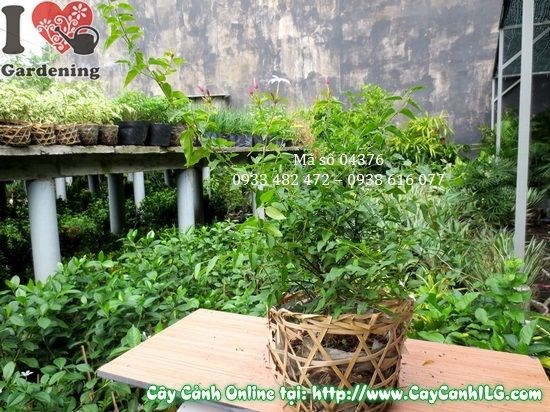 Cây nguyệt quế dây phát triển tốt khi được chăm sóc đầy đủ ánh sáng và phân bón