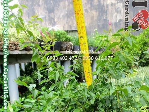 Nhân giống cây nguyệt quế dây bằng phương pháp giâm cành