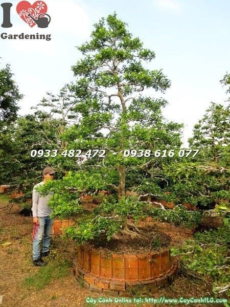 cây nguyệt quế kiểng cổ cổ thụ tán sum xuê cao 4m