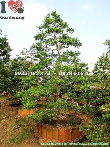 cây nguyệt quế cổ thụ 4m dáng kiểng đẹp