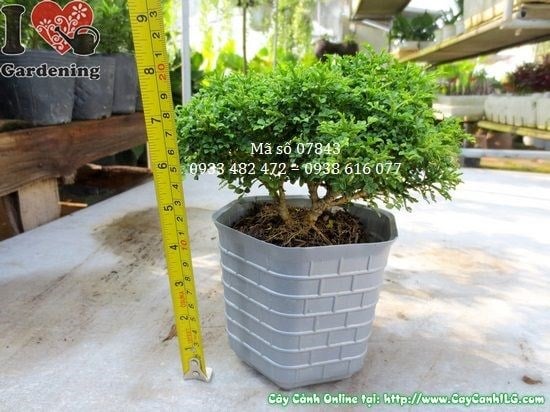 Hoa trắng thơm ngát của cây nguyệt quế lá nhí nở rộ