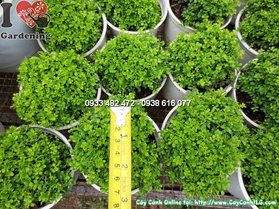 Cây nguyệt quế lá nhí mini cao 10cm - Ms 12378