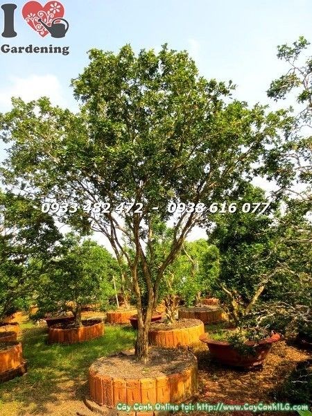 Cây nguyệt quế tán tự nhiên cao 4m – thân gỗ hoành 60cm