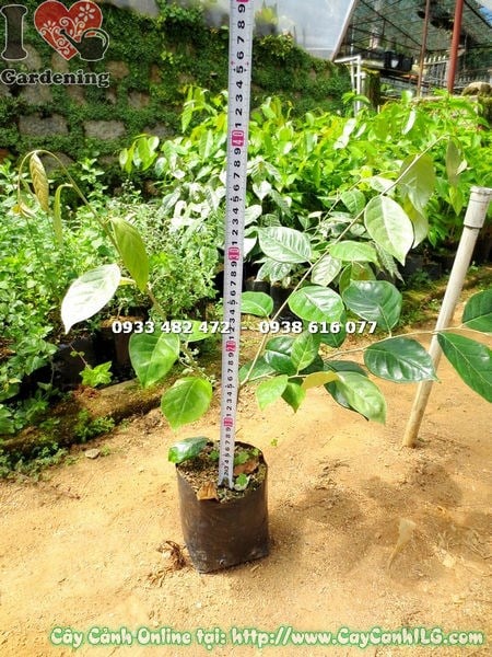 Đặc điểm lá cây nhót giống cao 40cm - lá xanh nhẵn thuôn nhọn