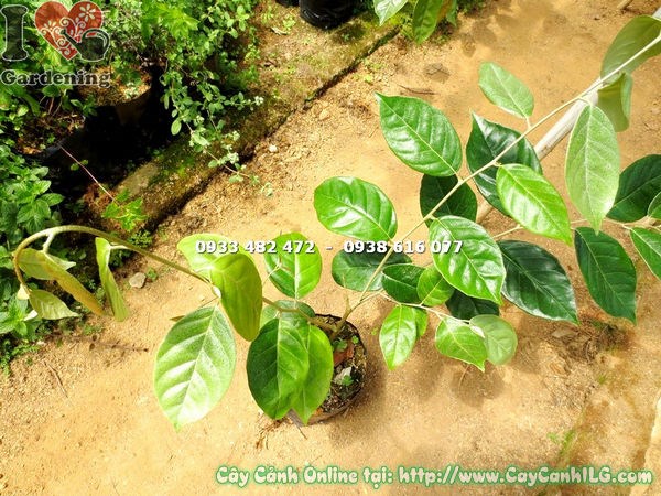 Quả nhót chín đỏ trên cây - cây nhót giống cao 40cm ILG