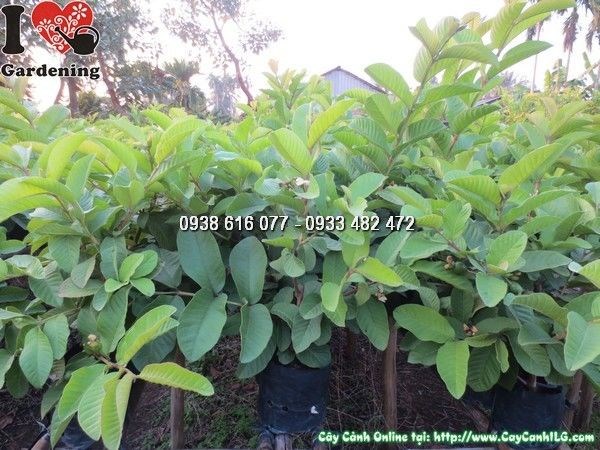 cây ổi cao 35cm lá xanh tốt khỏe mạnh