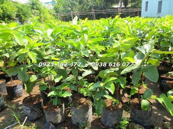 Cây ổi giống cao 50cm tại vườn ILG