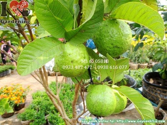 Cây ổi ngọt cao 1,3m – trái sai, đẹp mắt