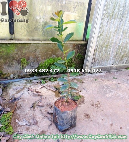 Cây ổi nhật giống cao 40cm lá xanh tươi mướt