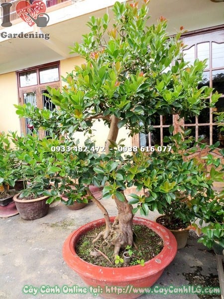 Cây ổi sim Nhật bonsai - hoa trắng nở rộ trên thân cây gỗ cứng