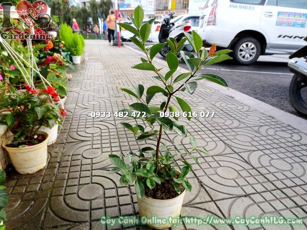 Cây ổi sim Nhật giống bụi cao 40cm - cây giống trẻ khỏe mạnh
