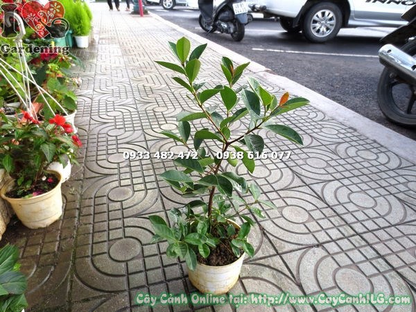 Cây ổi sim Nhật giống bụi cao 40cm - cây giống khỏe mạnh, rễ tốt, sẵn sàng trồng