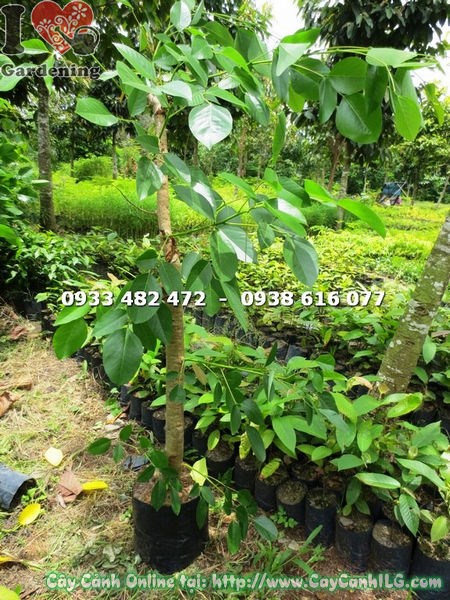 Cây osaka đỏ gốc lớn cao 1m tán đẹp