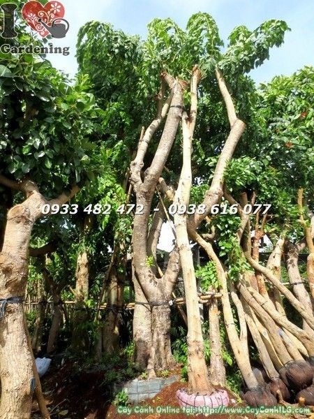 Cây Osaka Vàng cổ thụ cao 5m hoành 120cm – dáng đẹp uy nghi