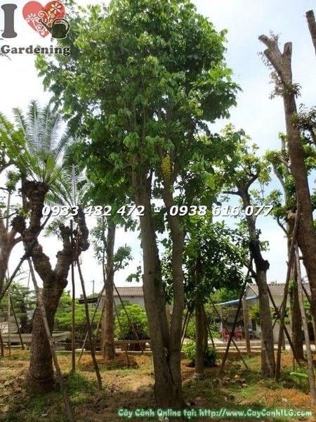 Cây Osaka Vàng Cổ Thụ Có Hoa Cao 7m Ms 21937 - ILG