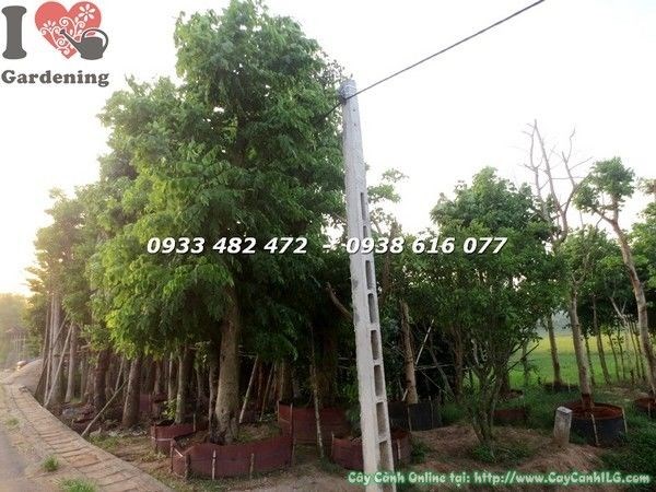 Cây Osaka Vàng hoa vàng rực rỡ – biểu tượng tài lộc phong thủy