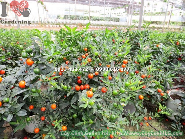 Cây ớt bi cảnh trang trí với chùm quả đỏ cam đẹp mắt