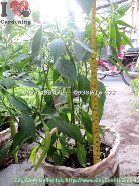 Cây ớt cảnh cao 30cm đang ra quả đỏ rực rỡ