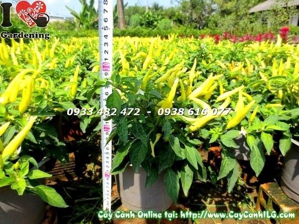 Cây ớt cảnh nhiều màu sắc rực rỡ tại ILG