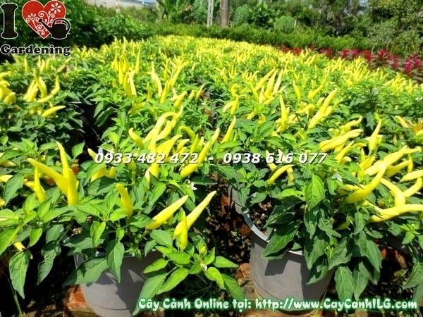 Chăm sóc cây ớt cảnh tưới nước và ánh sáng đúng cách