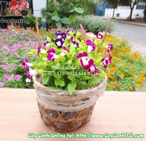 cây hoa păng xê cao 15cm màu sắc rực rỡ