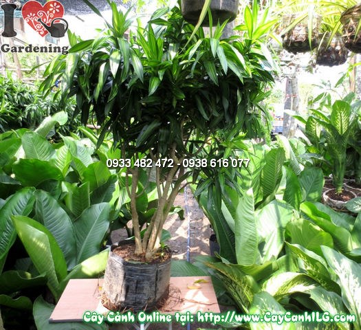 Cây phất dụ trúc cao 120cm trồng chậu đẹp tại ILG
