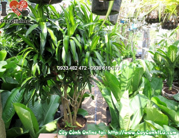 Cây phất dụ trúc 120cm xanh tốt, phù hợp cảnh quan công trình