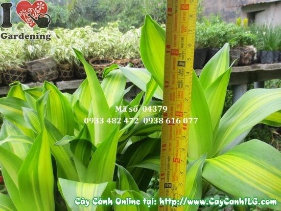 Cây phát tài gốc 45cm trang trí nội thất văn phòng