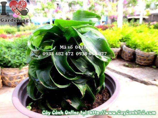 Hướng dẫn chăm sóc cây Phát Tài Hoàn Vũ 15cm