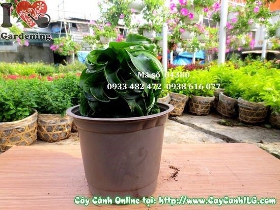Cây Phát Tài Hoàn Vũ 15cm lá xanh tươi tốt