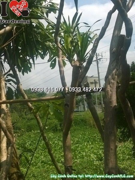 cây phát tài núi cao 2m ms 25742