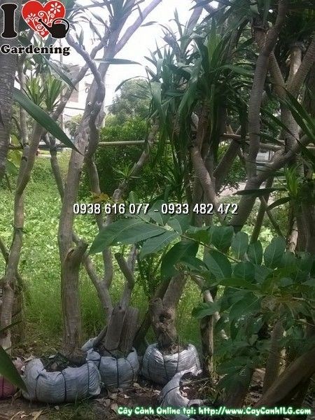đặc điểm cây phát tài núi cao 2m