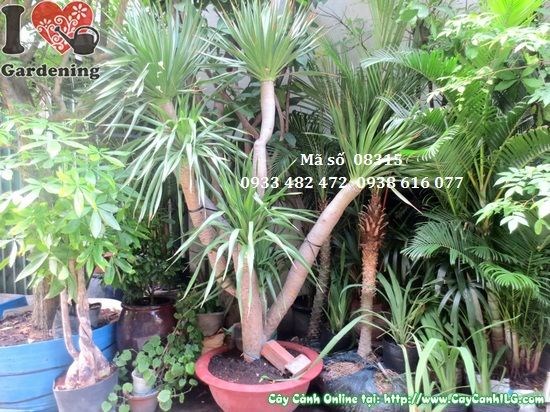Cây Phát Tài Núi cao 2,8m – Ms 08315 tại vườn ILG