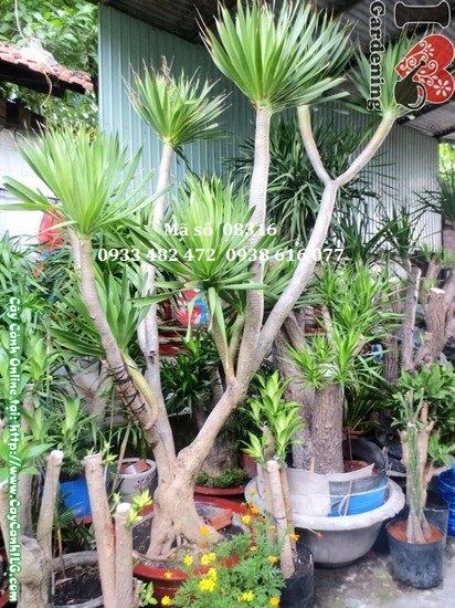 Cây Phát Tài Núi 3,5m tán lá đẹp Ms 08316 ILG