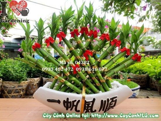Cây phát tài quạt 30cm – cây dễ trồng, sống bền, khỏe mạnh