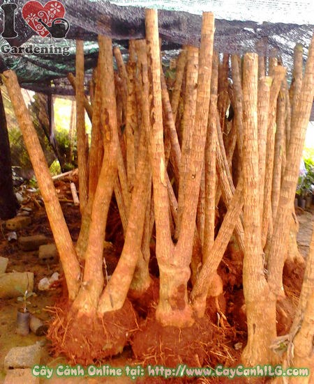 Mua phôi phát tài khúc sỉ lẻ tại vườn ILG TP.HCM
