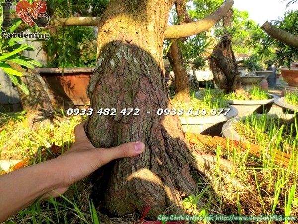 Gốc cây phôi tùng la hán đài loan bonsai hoành 40cm đẹp Ms 23414