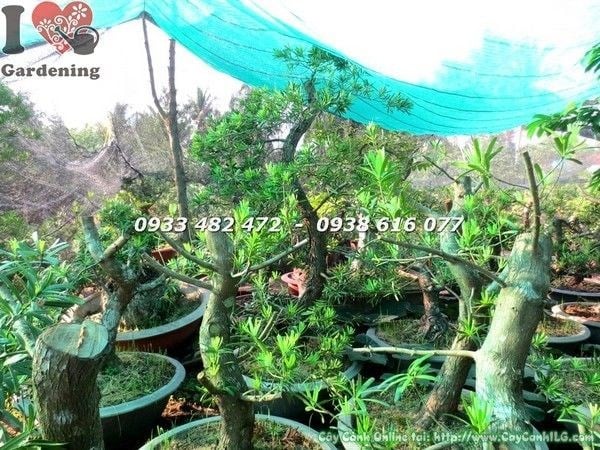 Cây phôi vạn niên tùng đài loan bonsai gốc đẹp hoành 40cm Ms 21583