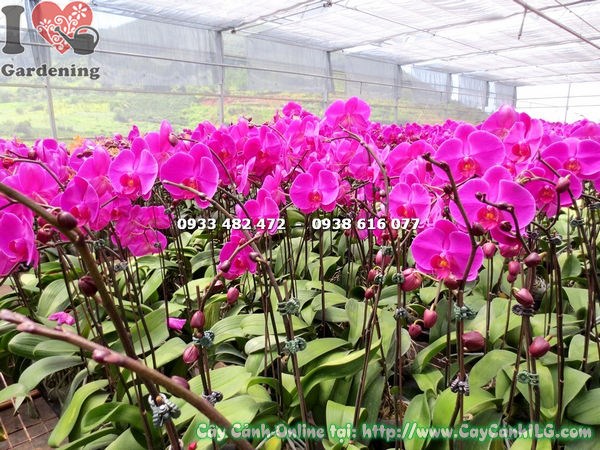Phong lan hồ điệp hoa hồng ý nghĩa phong thủy và quà tặng