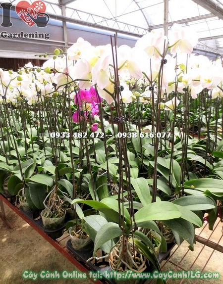 Cây phong lan hồ điệp hoa trắng nhụy vàng Ms 15126 – vẻ đẹp thuần khiết sang trọng